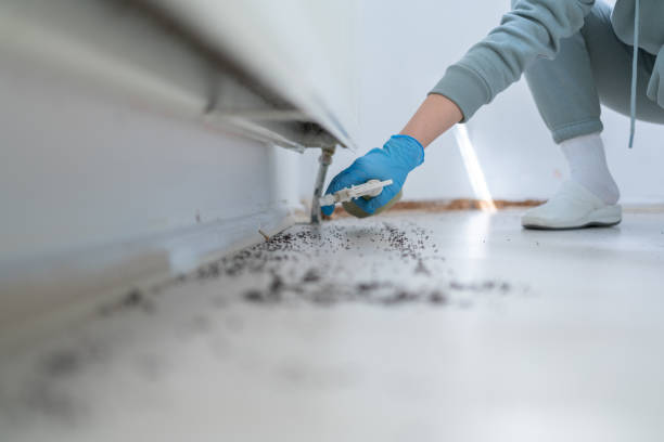 Best Flea Control Services  in Wildwood, NJ